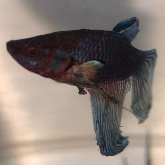 Meet your Posher - Picture 1 of 1